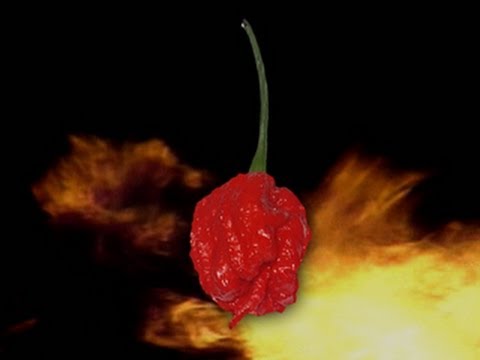 Can hot peppers knock out cancer?