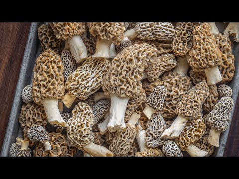 How to Harvest, Clean, and Store Morels