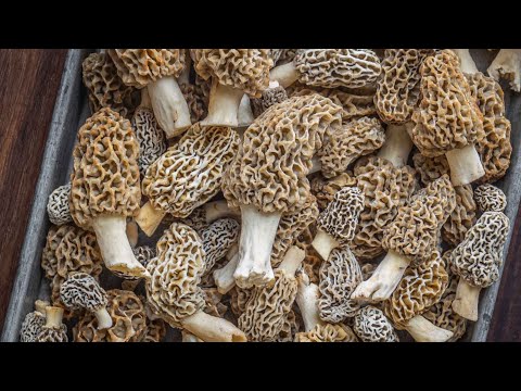 How to Harvest, Clean, and Store Morels