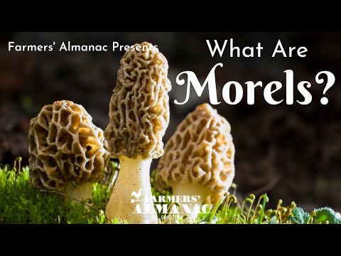 What Are Morels?