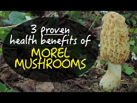 3 Proven Health Benefits Of Morel Mushrooms