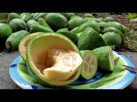 Feijoas - (Pineapple Guava) Plants &amp; Fruit
