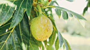 breadfruit
