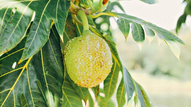 breadfruit