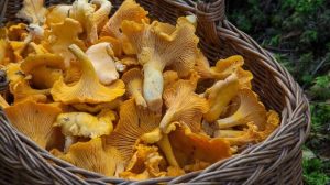 chanterelle mushrooms