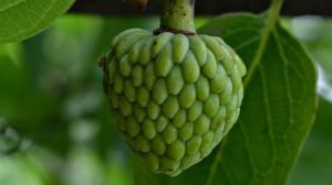 cherimoya