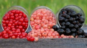 currant