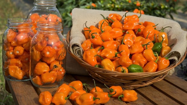 habanero pepper