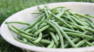 haricot vert