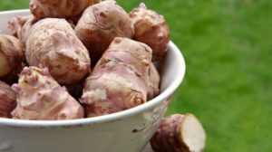 jerusalem artichoke