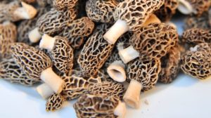 morel